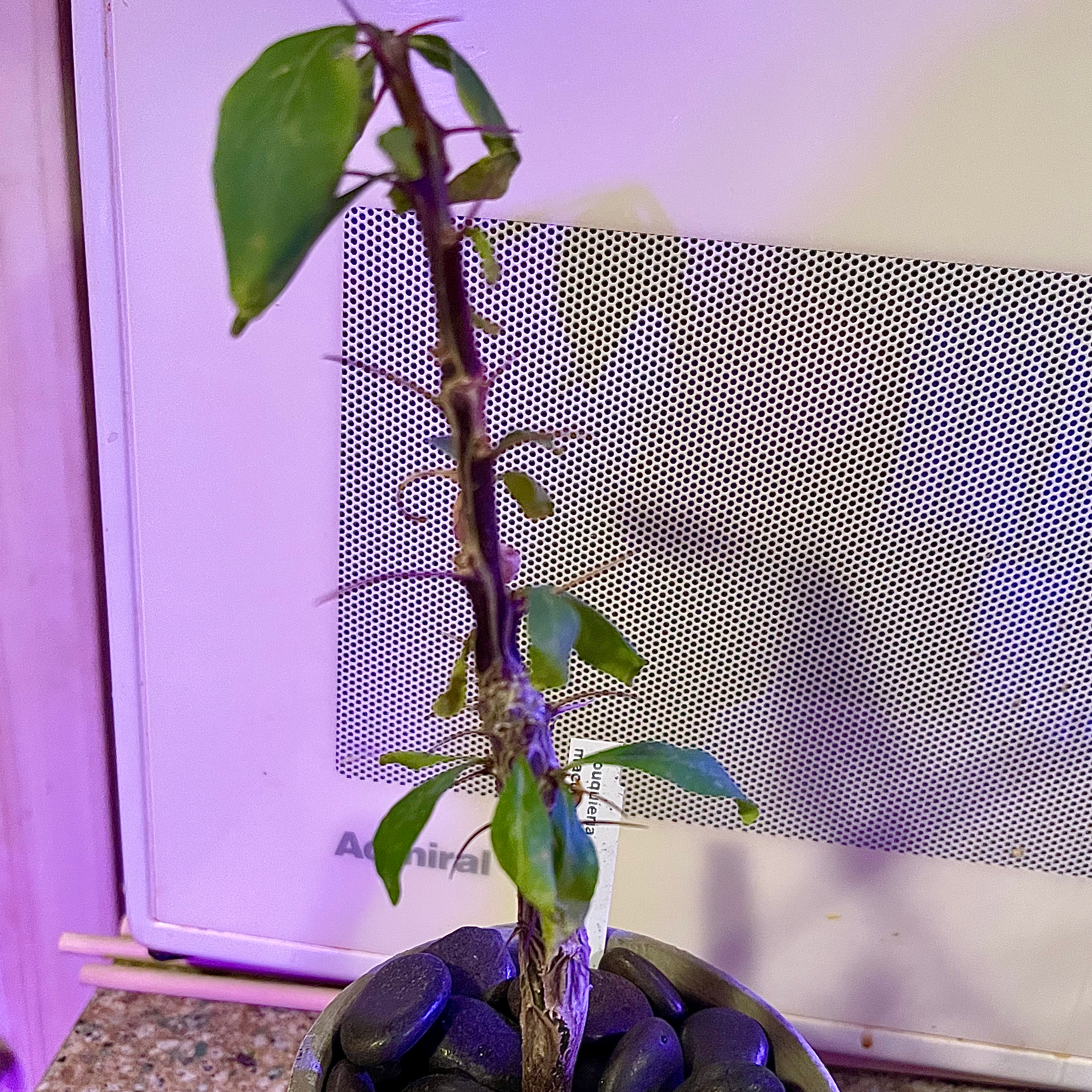 Photo of the plant species Mexican Tree Ocotillo by @riverzend named octavia on Greg, the plant care app