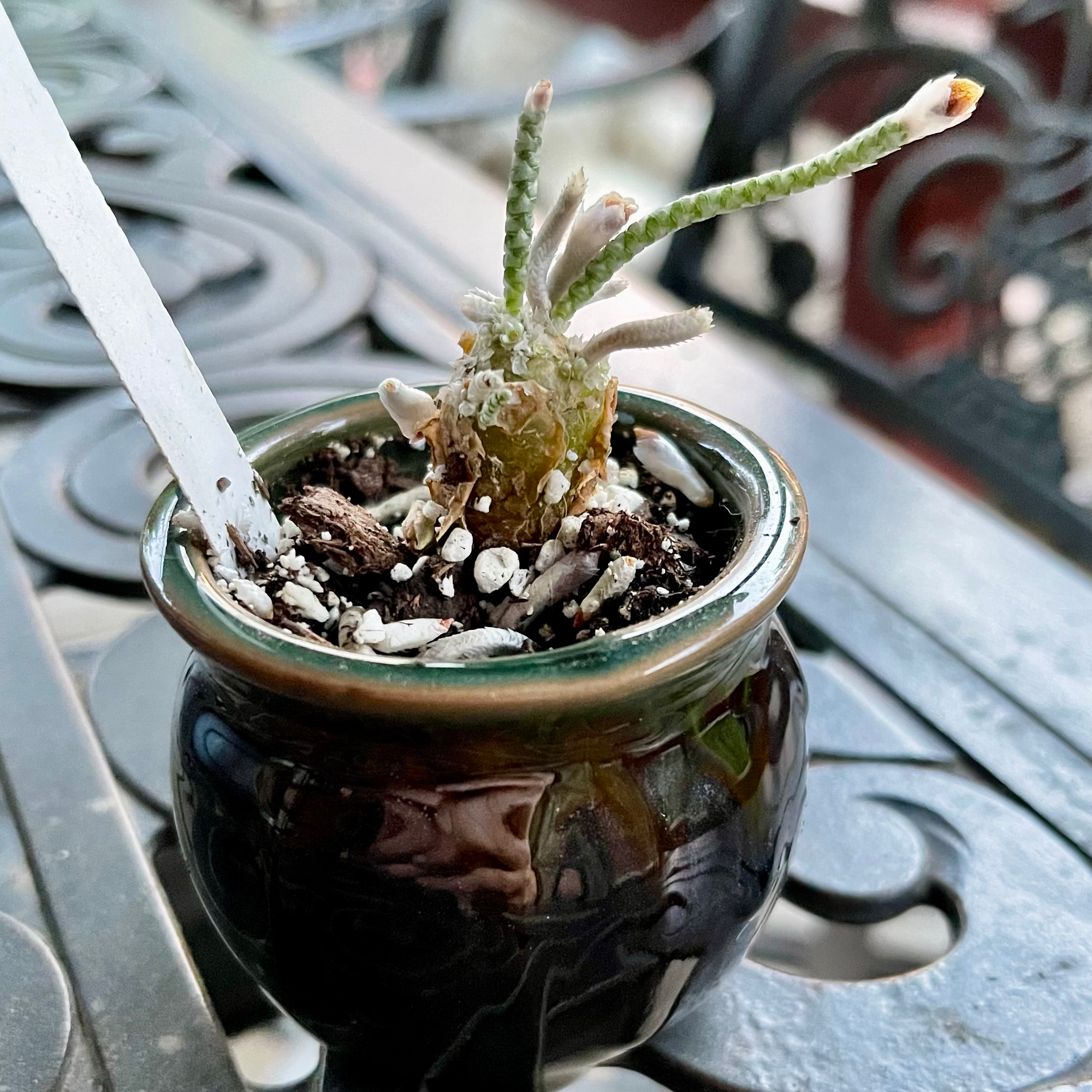 Photo of the plant species Avonia alstonii by @riverzend named palmer on Greg, the plant care app