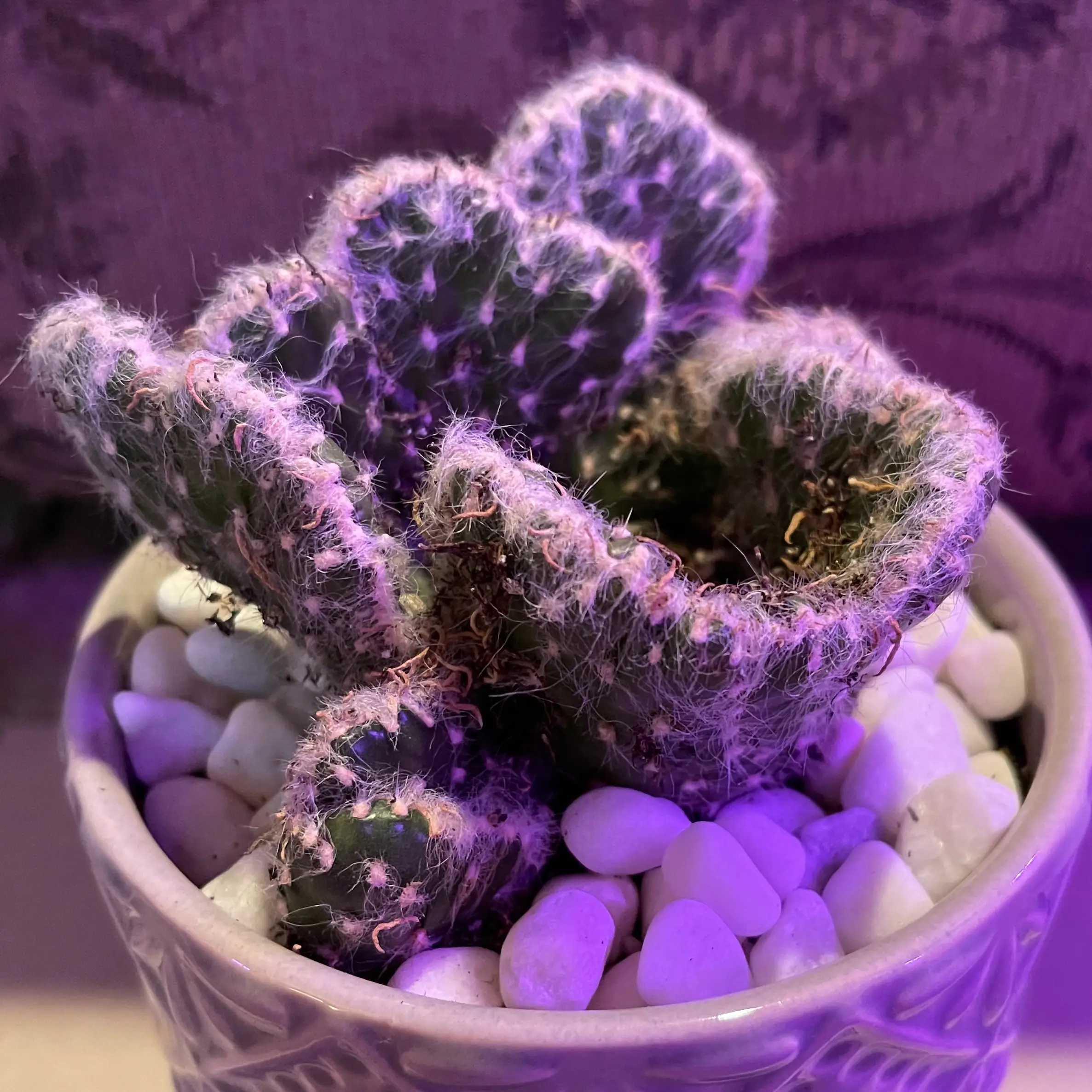 Photo of the plant species Snaked Cholla Crested Cactus by @riverzend named peri on Greg, the plant care app