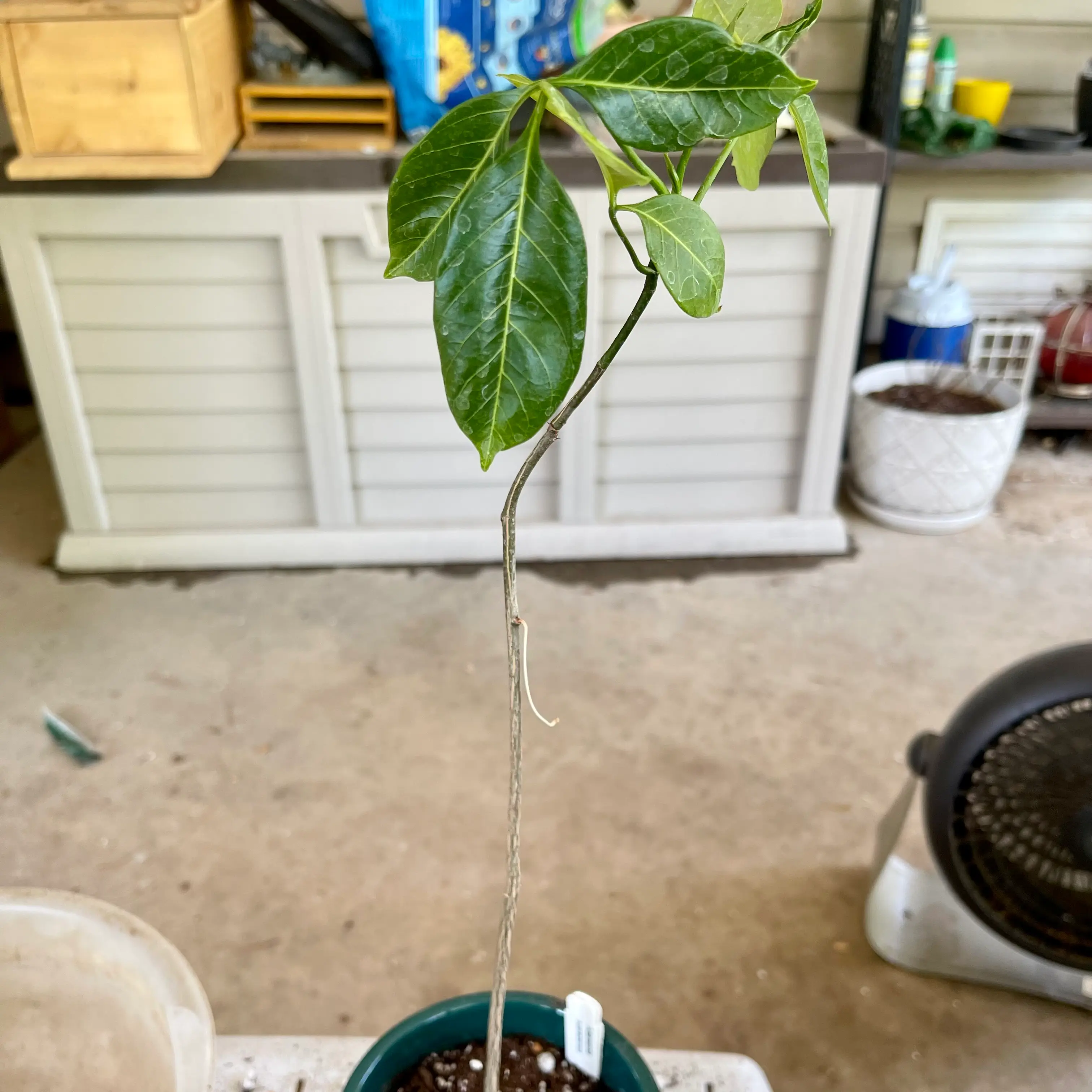 Photo of the plant species Suarez Baobab by @riverzend named bozy on Greg, the plant care app