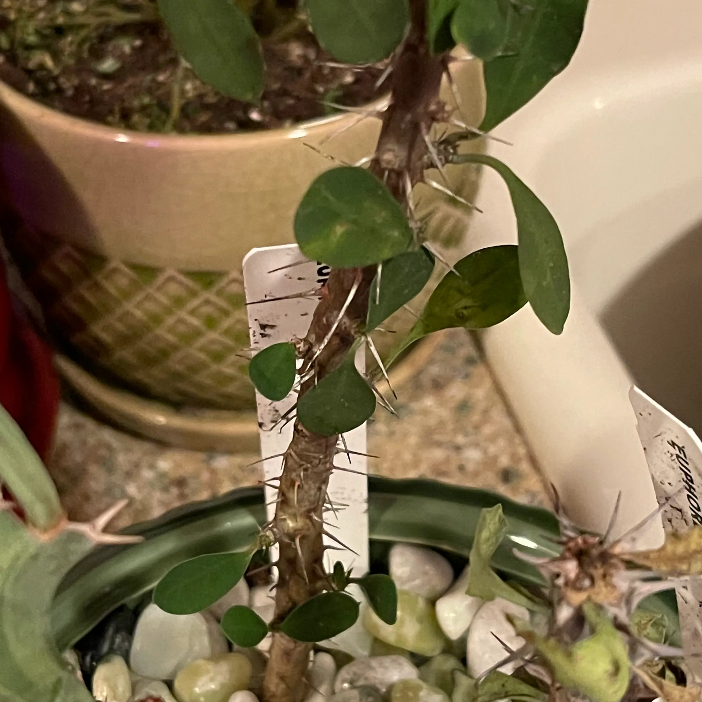 Photo of the plant species Euphorbia Genoudiana by @riverzend named diana on Greg, the plant care app