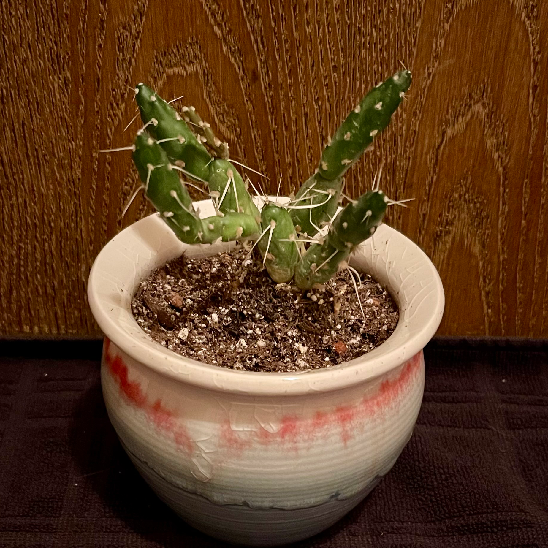 Photo of the plant species Copana Cactus by @riverzend named rocca on Greg, the plant care app