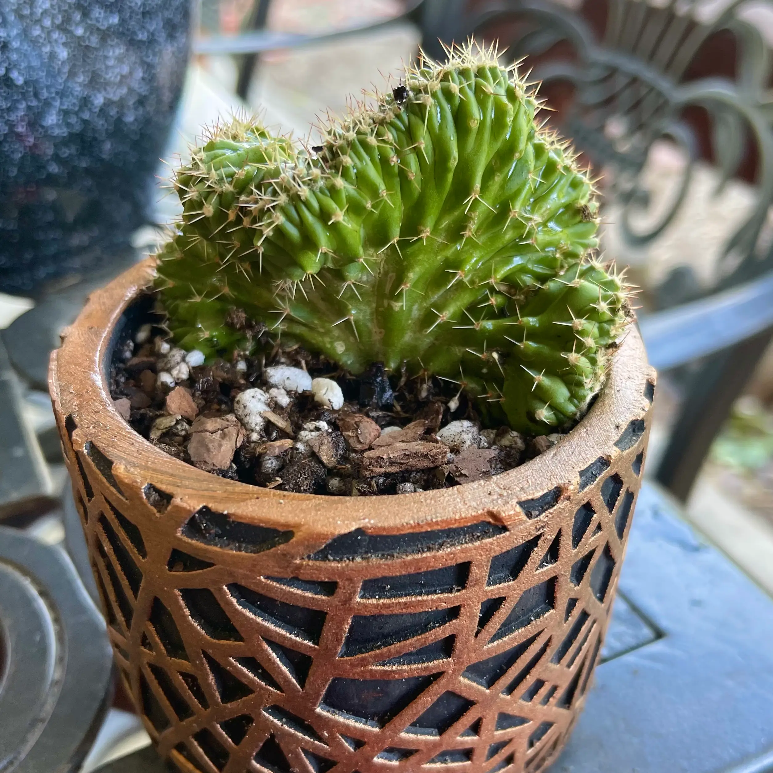 Photo of the plant species Crested Lady Finger Cactus by @riverzend named opal on Greg, the plant care app