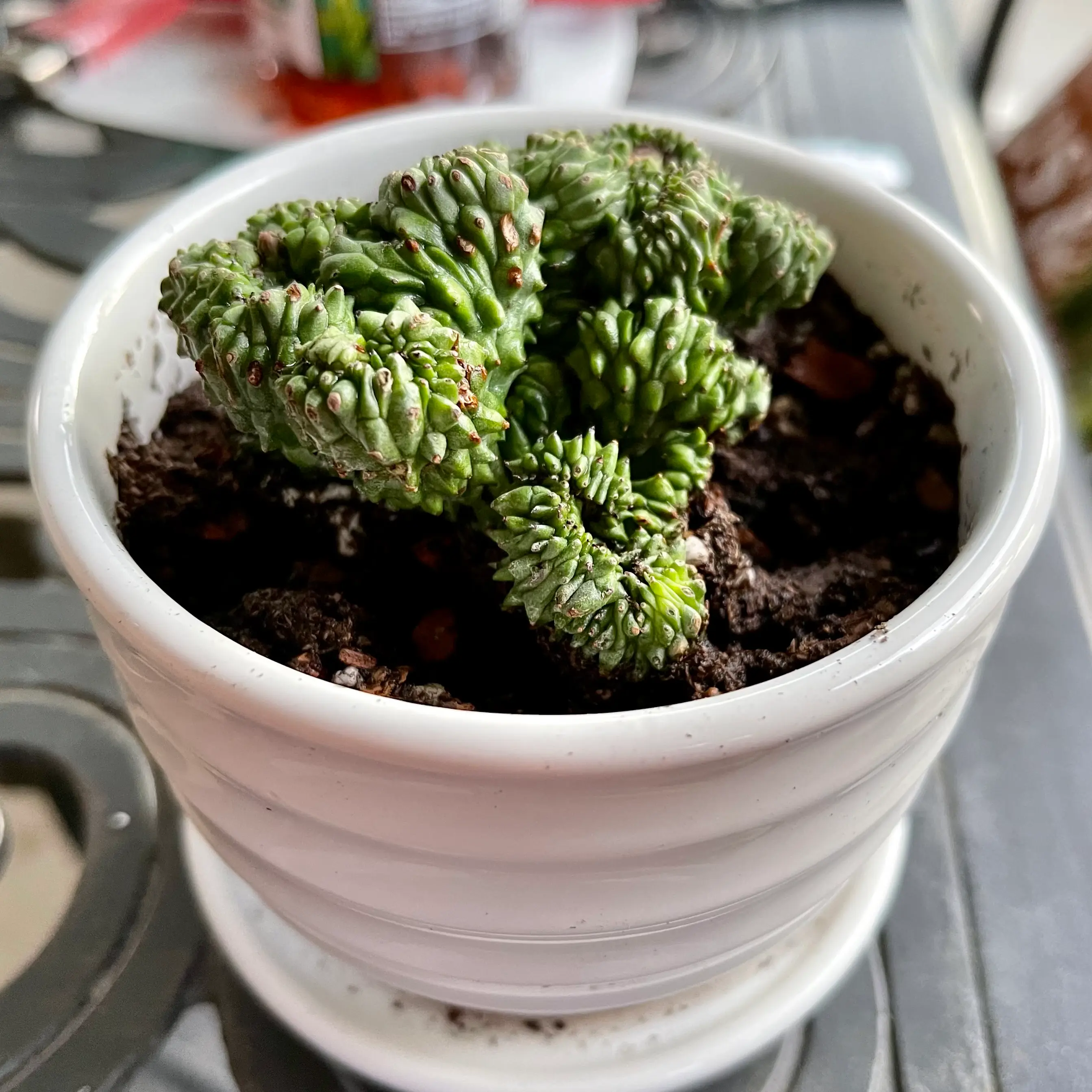 Photo of the plant species Crestes Baseball Plant by @riverzend named bessie on Greg, the plant care app
