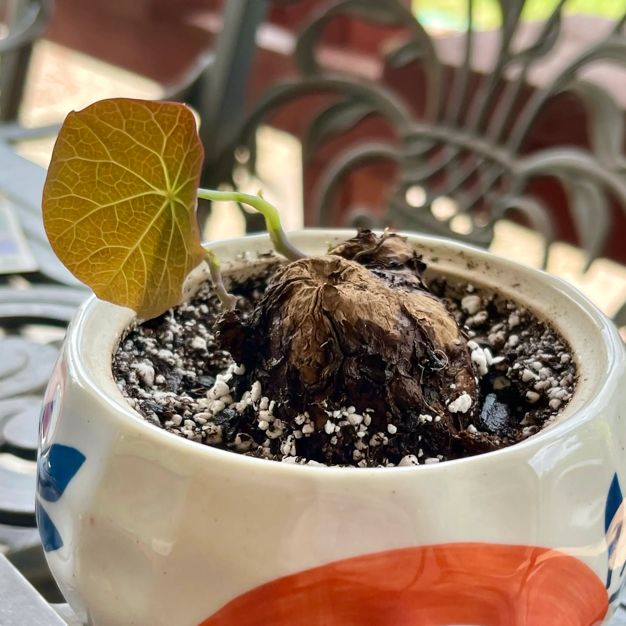 Photo of the plant species Stephania 'Nova' by @riverzend named sagan on Greg, the plant care app