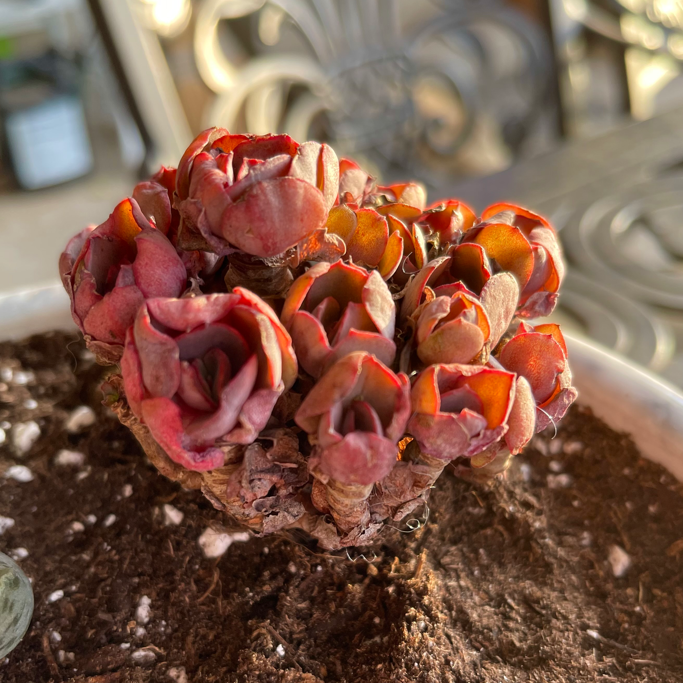 Photo of the plant species Echeveria Sunyan by @riverzend named seul on Greg, the plant care app
