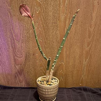 Synadenium Grantii 'Rubra' plant in Aurora, Colorado