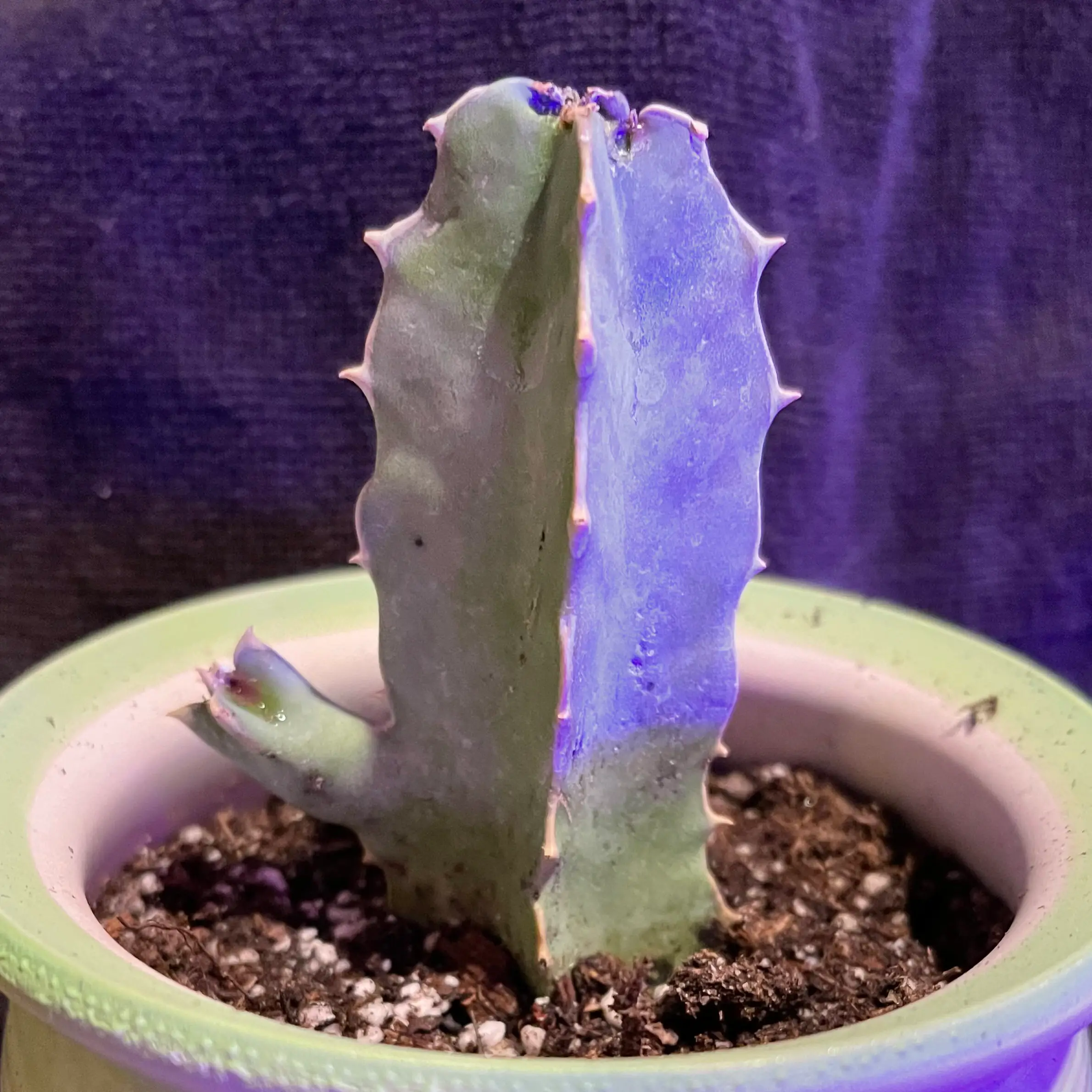 Photo of the plant species Caralluma Speciose by @riverzend named loomis on Greg, the plant care app