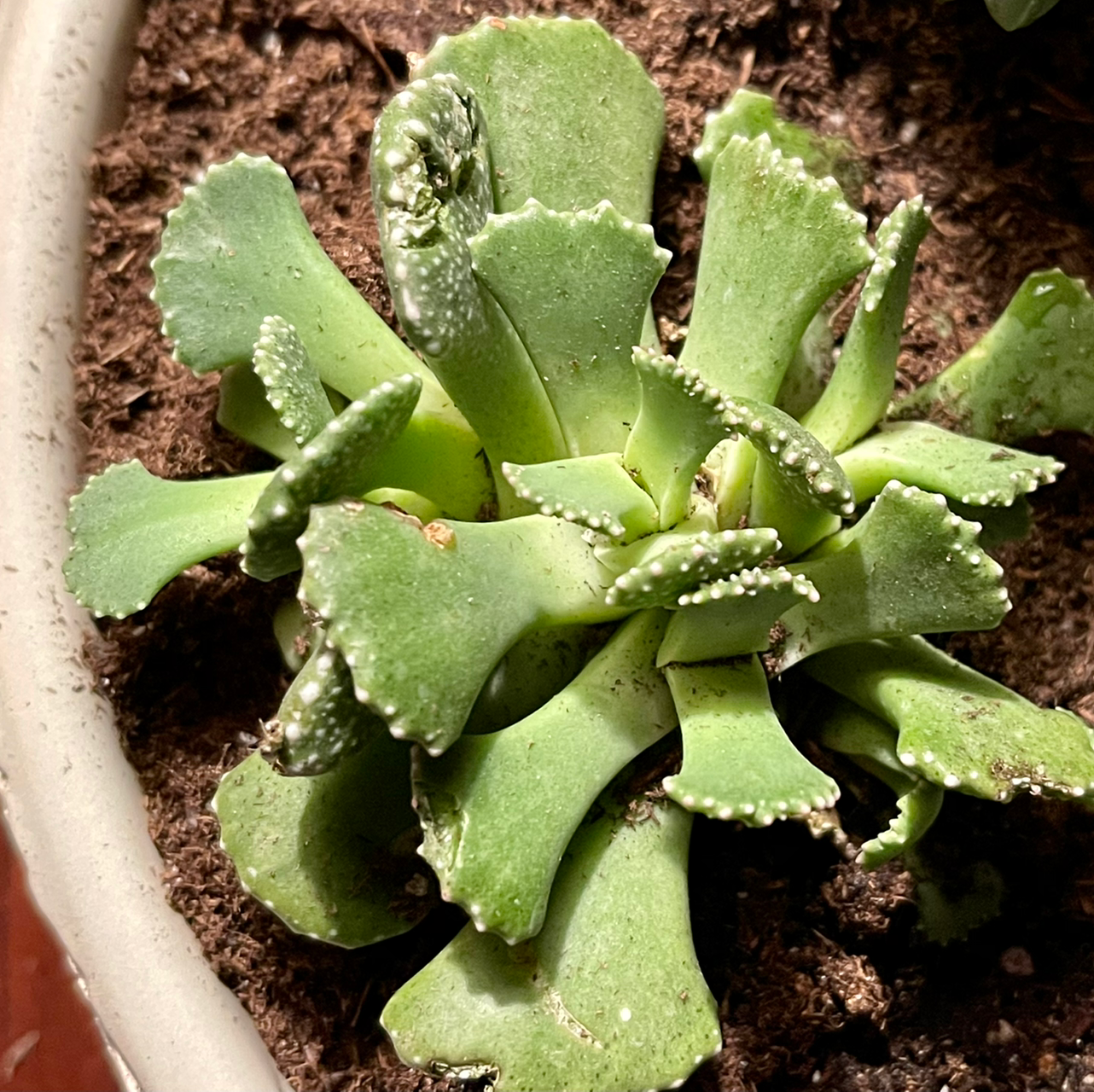 Why Are There Black Spots on My Concrete Leaf Leaves?