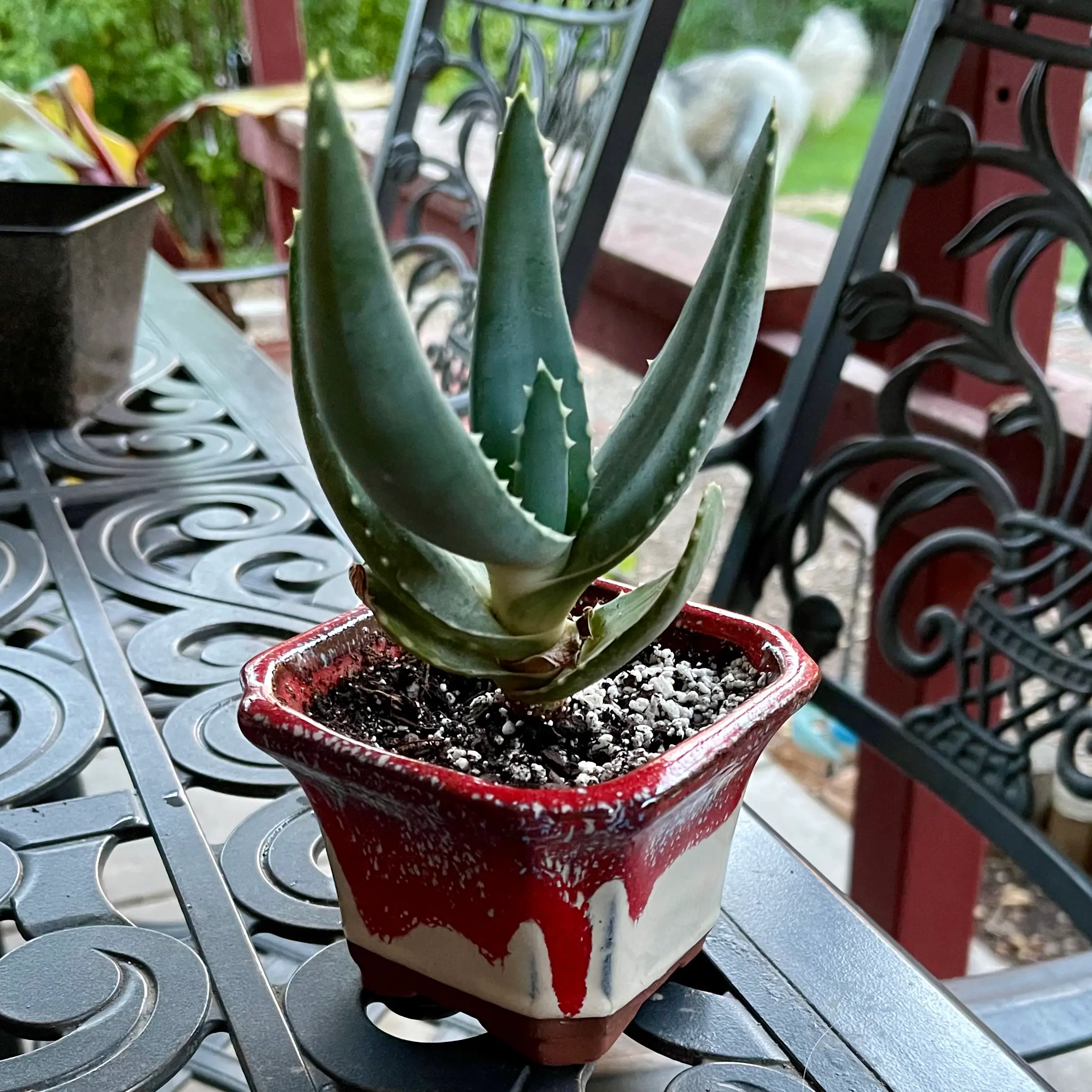 Photo of the plant species Stone Aloe by @riverzend named tripp on Greg, the plant care app