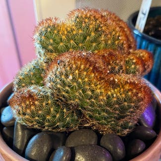 Brain Cactus plant in Aurora, Colorado