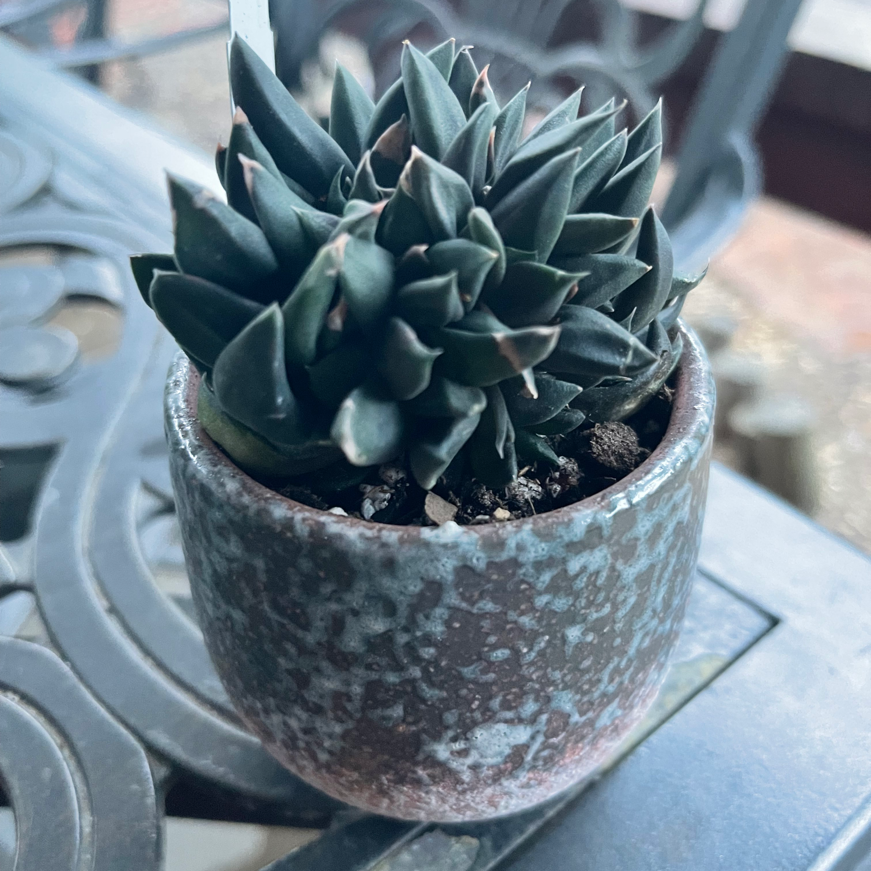 Photo of the plant species Monstrose Black Gasteria by @riverzend named gretta on Greg, the plant care app