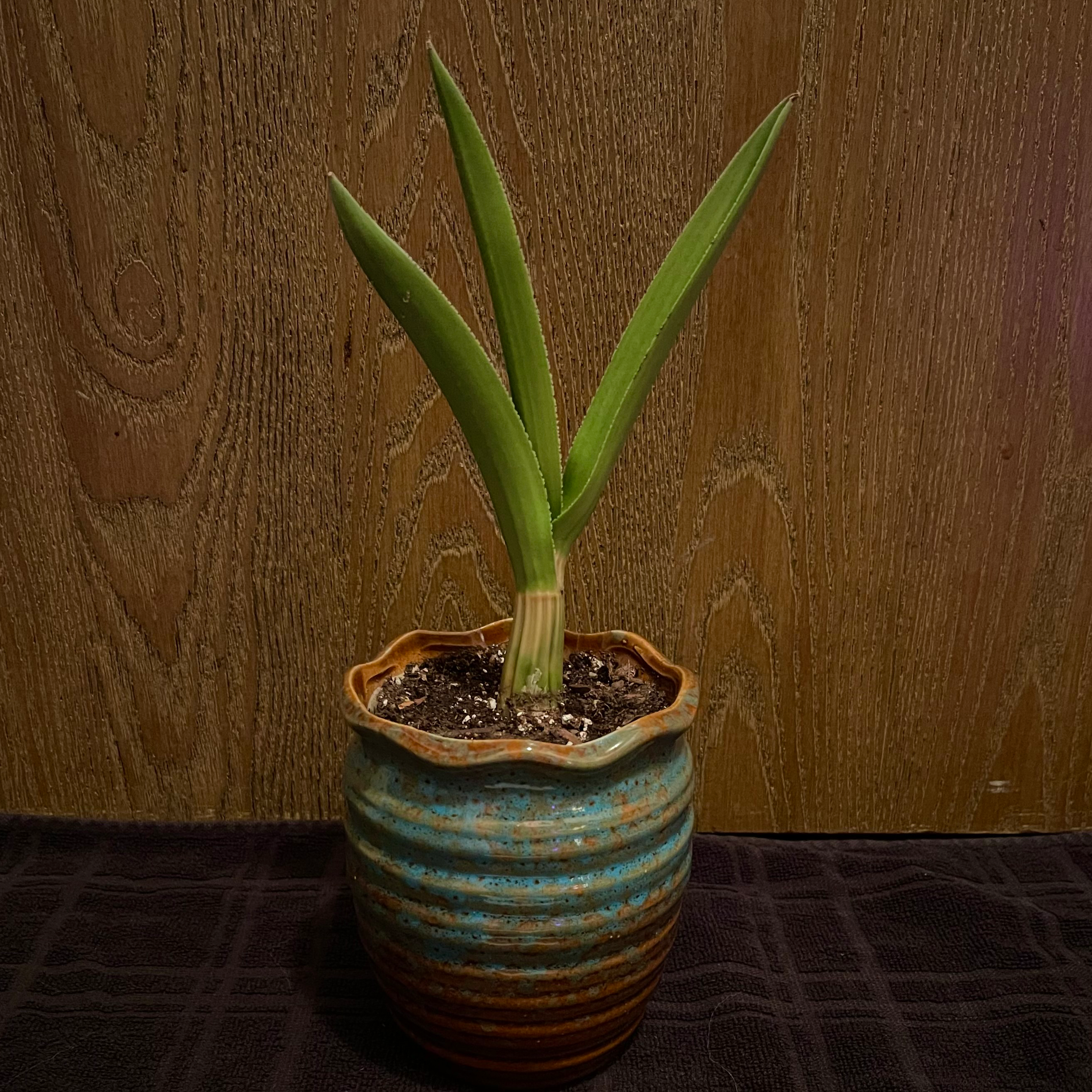 Photo of the plant species Desert Orchid by @riverzend named ophelia on Greg, the plant care app