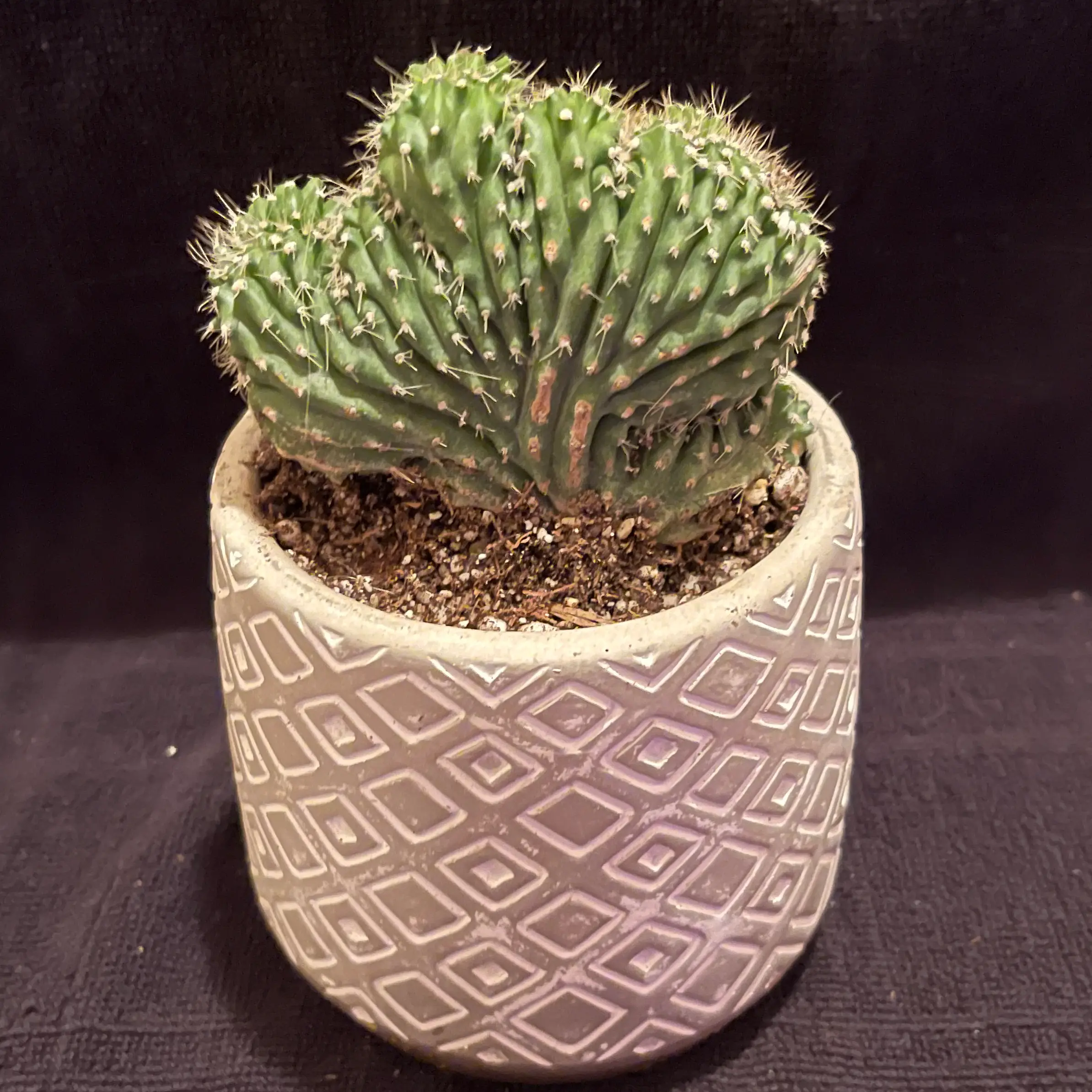 Photo of the plant species Crested Cone Cactus by @riverzend named obi on Greg, the plant care app