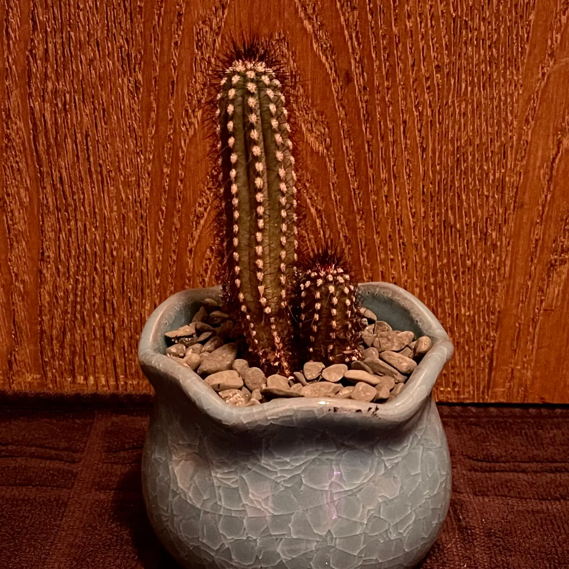 Photo of the plant species Cipocereus Bradei by @riverzend named brady on Greg, the plant care app