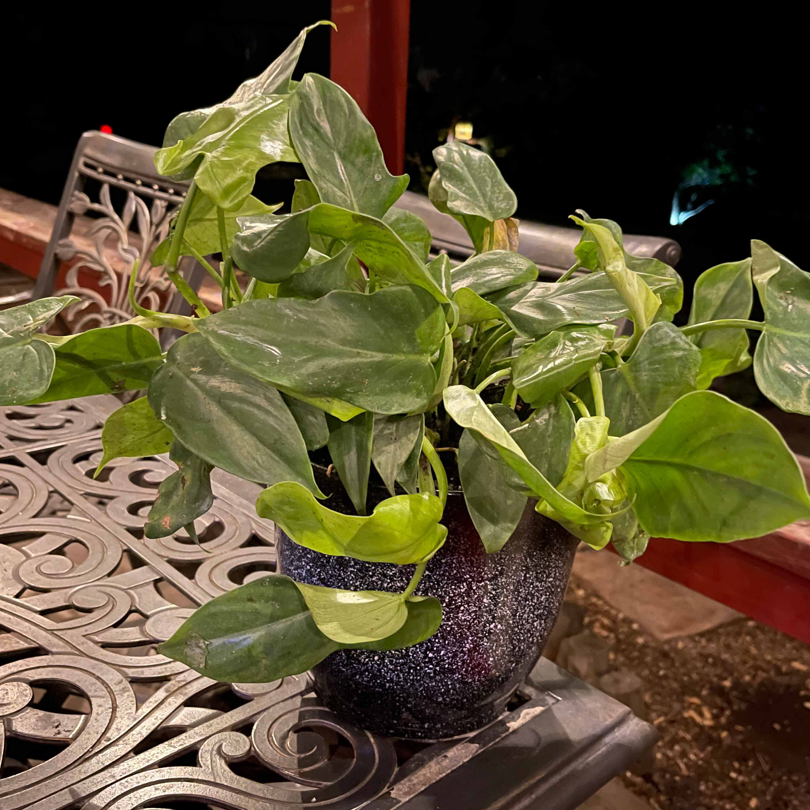 Horsehead Philodendron plant in a pot on an ornate metal table.