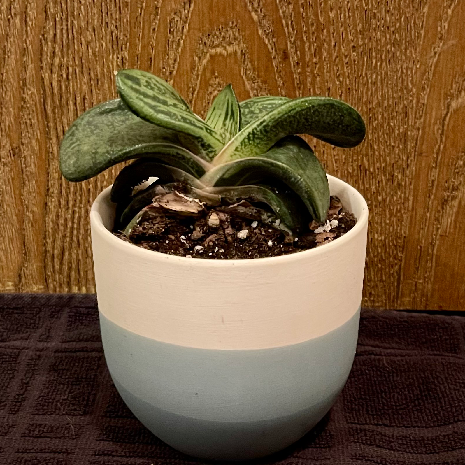 Photo of the plant species Pradera Gasteria by @riverzend named adele on Greg, the plant care app