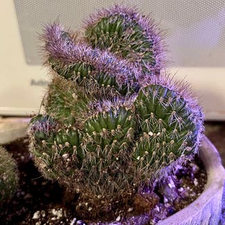 Stenocereus hollianus cristata plant in Aurora, Colorado