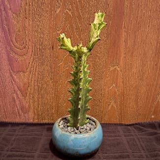 Variegated Euphorbia mayurnathanii plant in Aurora, Colorado
