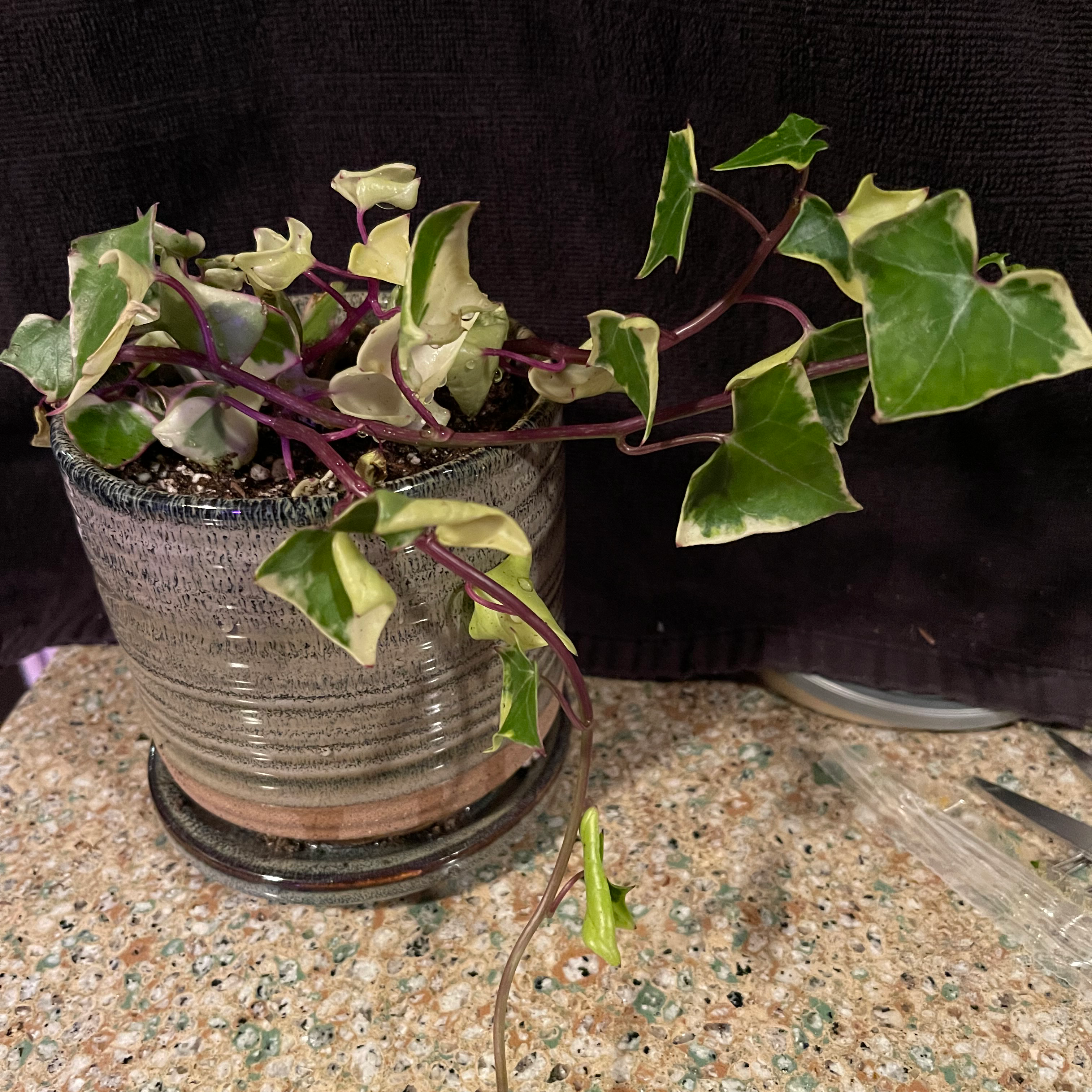 Variegated Wax Ivy plant in a pot with healthy variegated leaves.