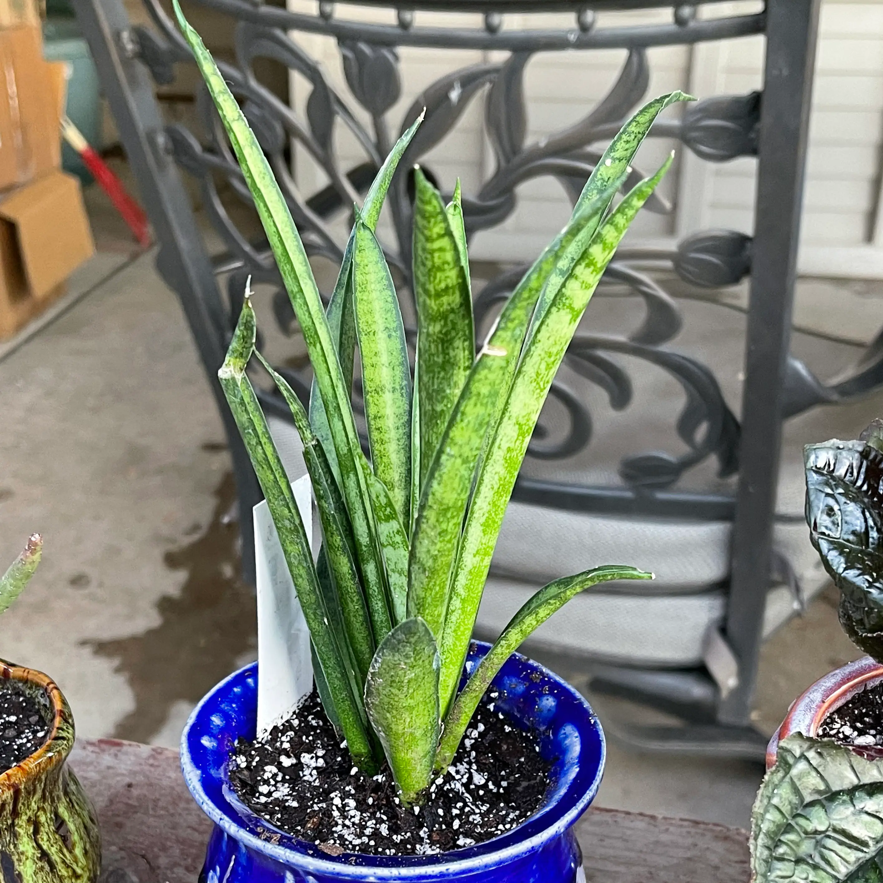 Photo of the plant species Comet Green Parrot Snake Plant by @riverzend named rudolph on Greg, the plant care app