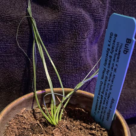 Photo of the plant species Albuca Longipes by @riverzend named wilbur on Greg, the plant care app