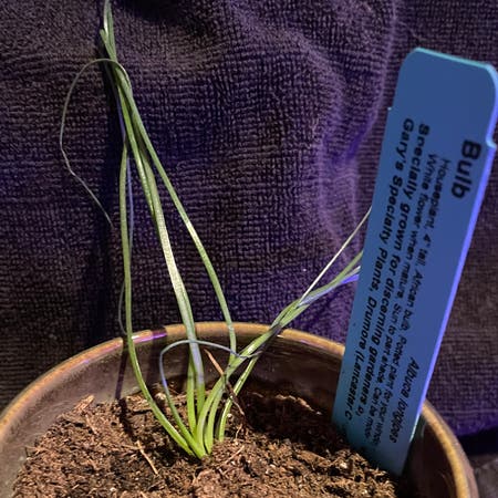 Photo of the plant species Albuca Longipes by Riverzend named wilbur on Greg, the plant care app