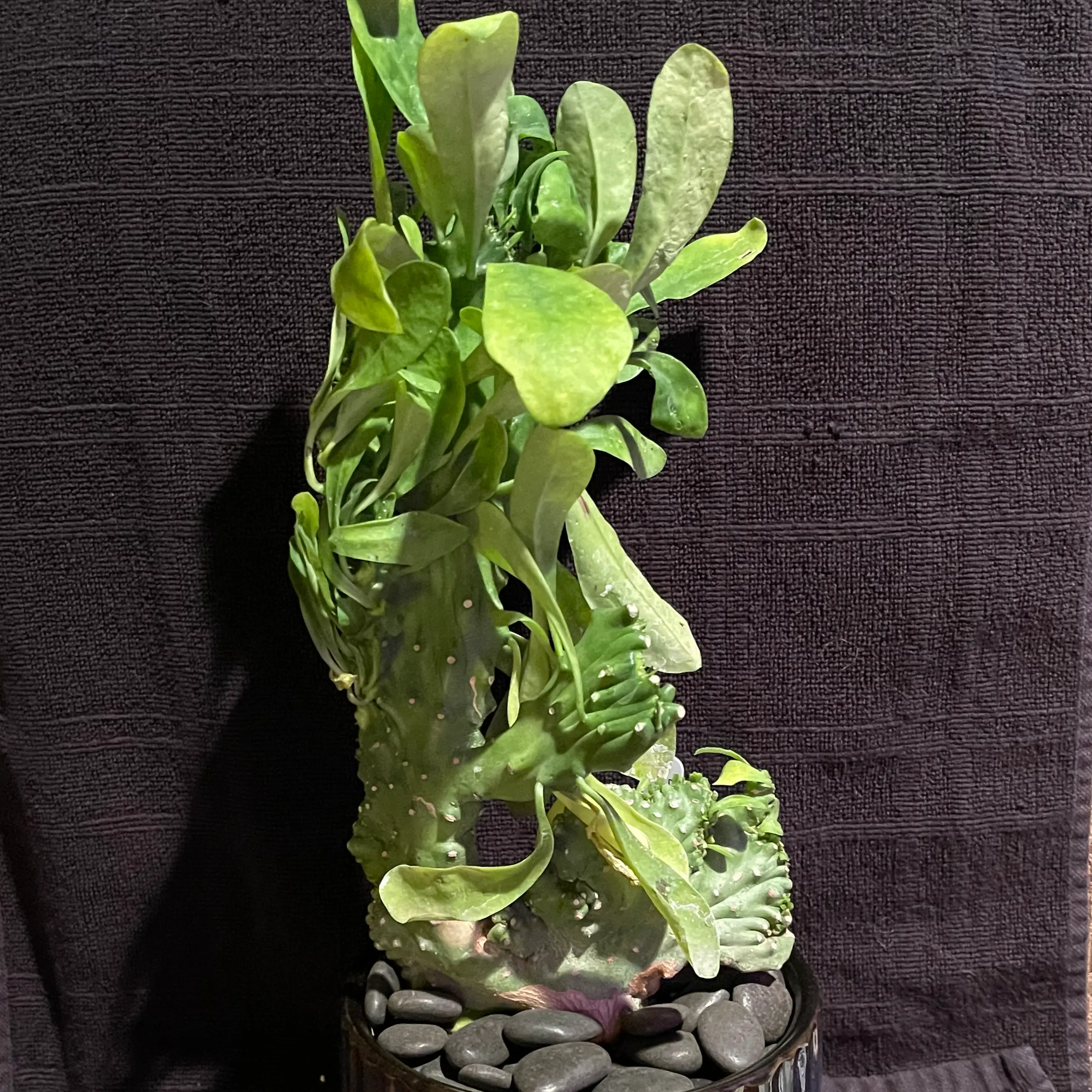 Photo of the plant species Euphorbia Nivulia Cristata by @riverzend named vuokko on Greg, the plant care app