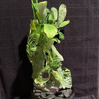 Euphorbia Nivulia Cristata plant in Aurora, Colorado