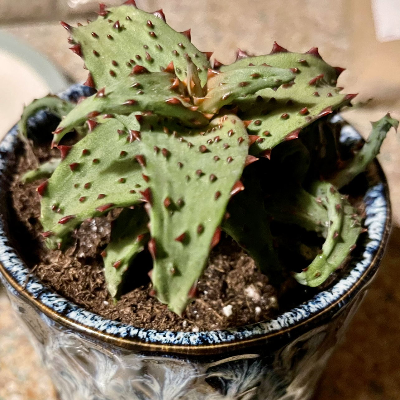 Photo of the plant species Aloe castilloniae by @riverzend named till on Greg, the plant care app