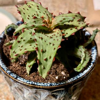 Aloe Castilloniae plant in Aurora, Colorado
