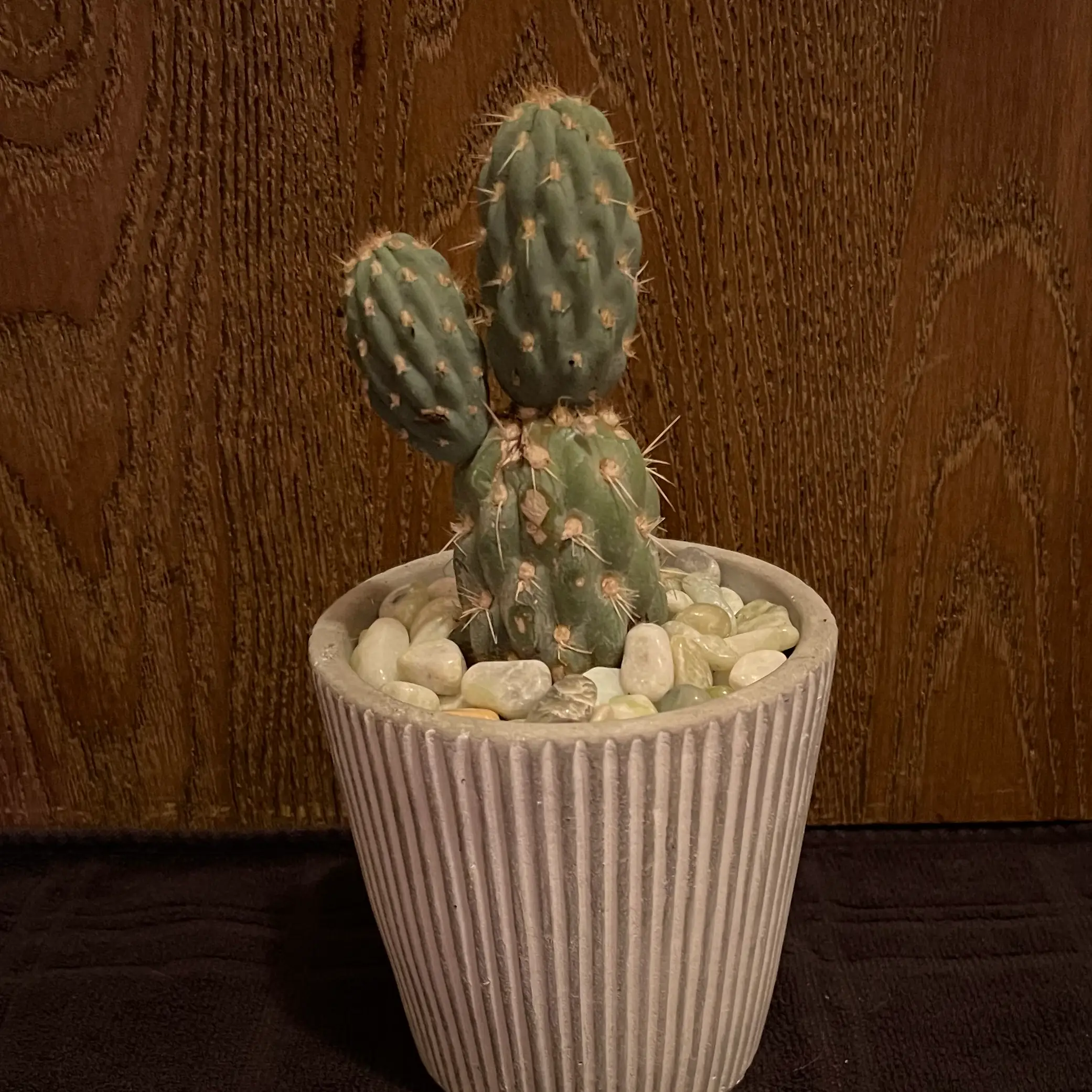 Photo of the plant species Miqueliopuntia miquelii by @riverzend named micky on Greg, the plant care app