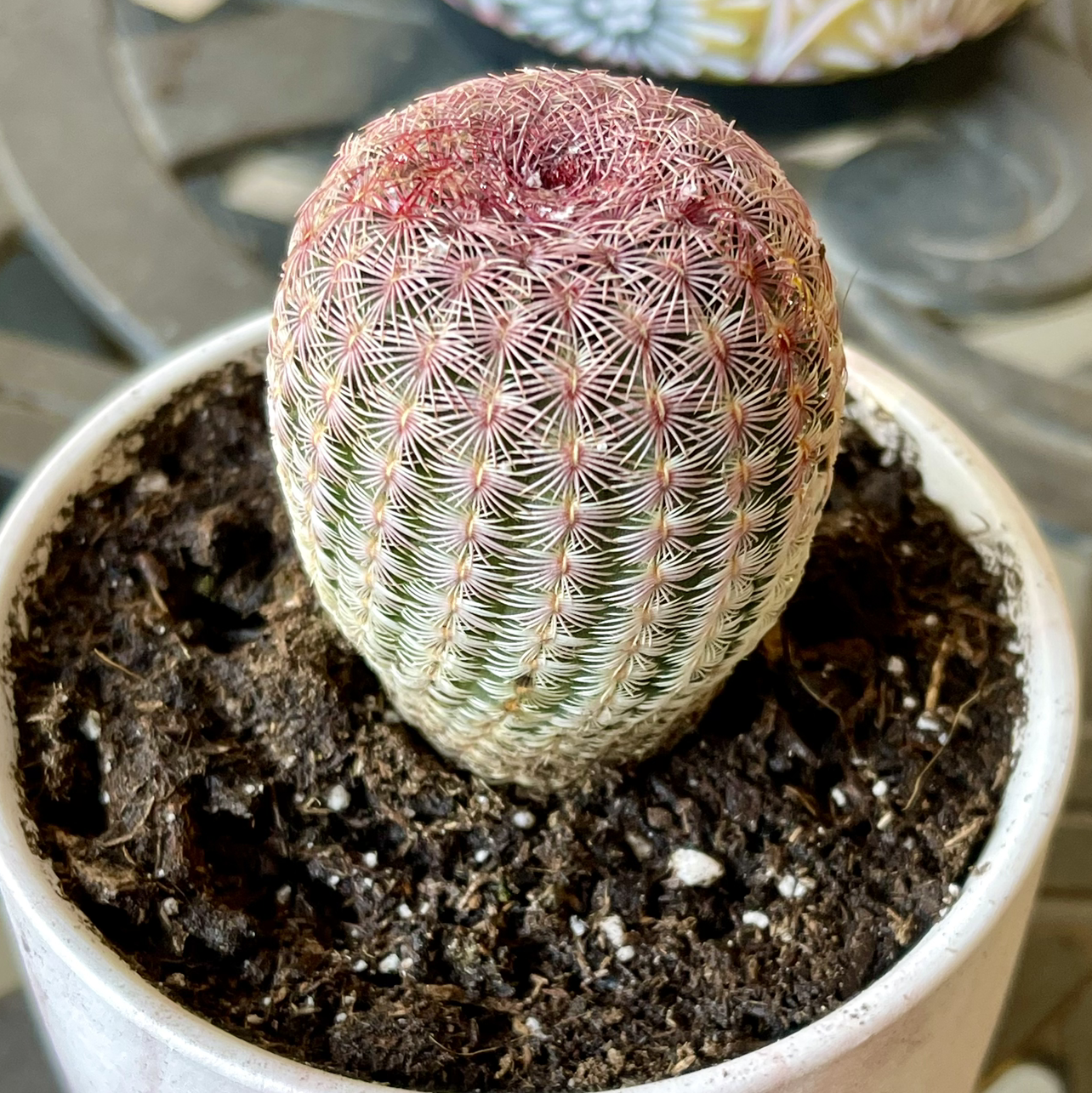 Photo of the plant species Arizona Rainbow Cactus by @riverzend named steve on Greg, the plant care app