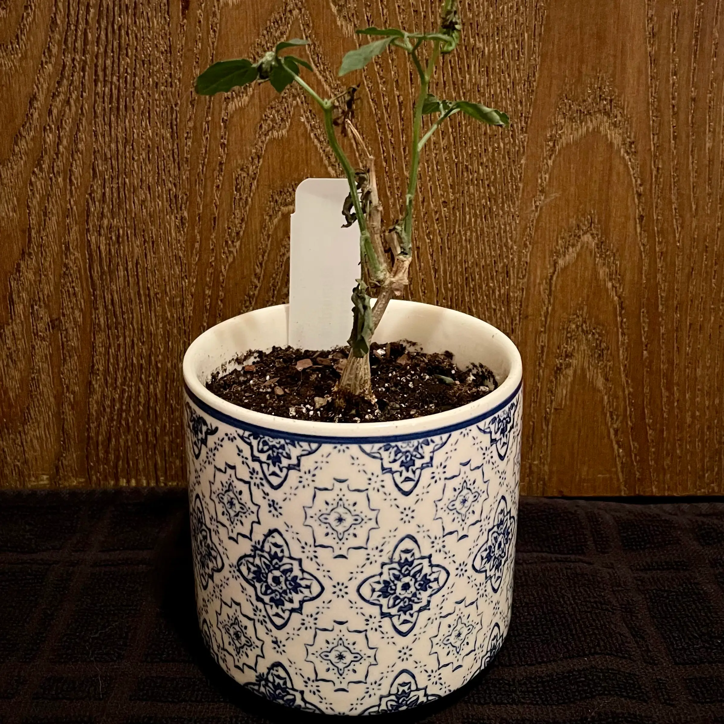 Photo of the plant species Momordica rostrata by @riverzend named rosalie on Greg, the plant care app