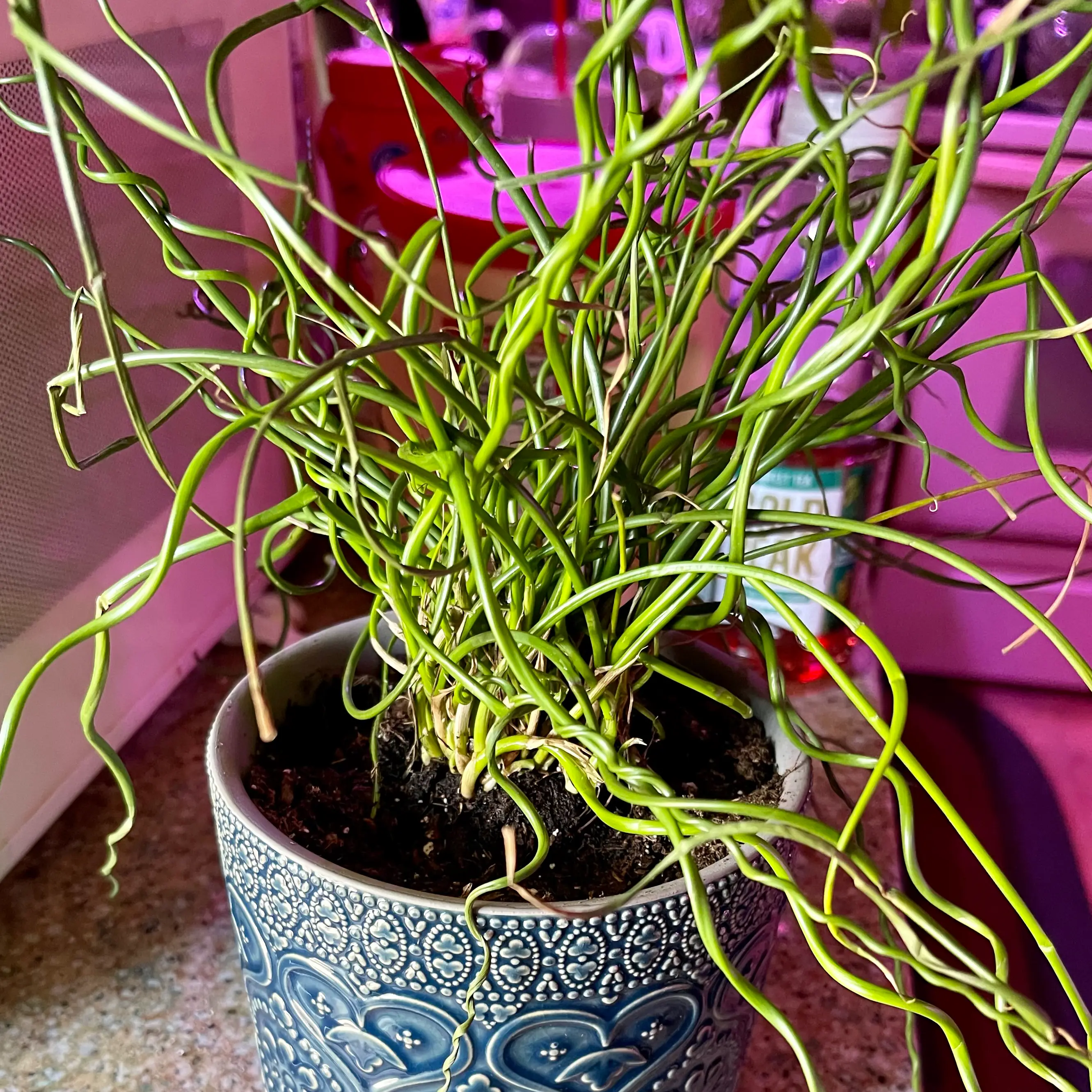 Corkscrew rush plant in a decorative pot with visible soil, well-framed and in focus.