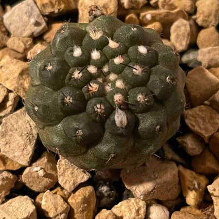 Photo of the plant species Copiapoa Hypogaea Barquitensis by @riverzend named quince on Greg, the plant care app