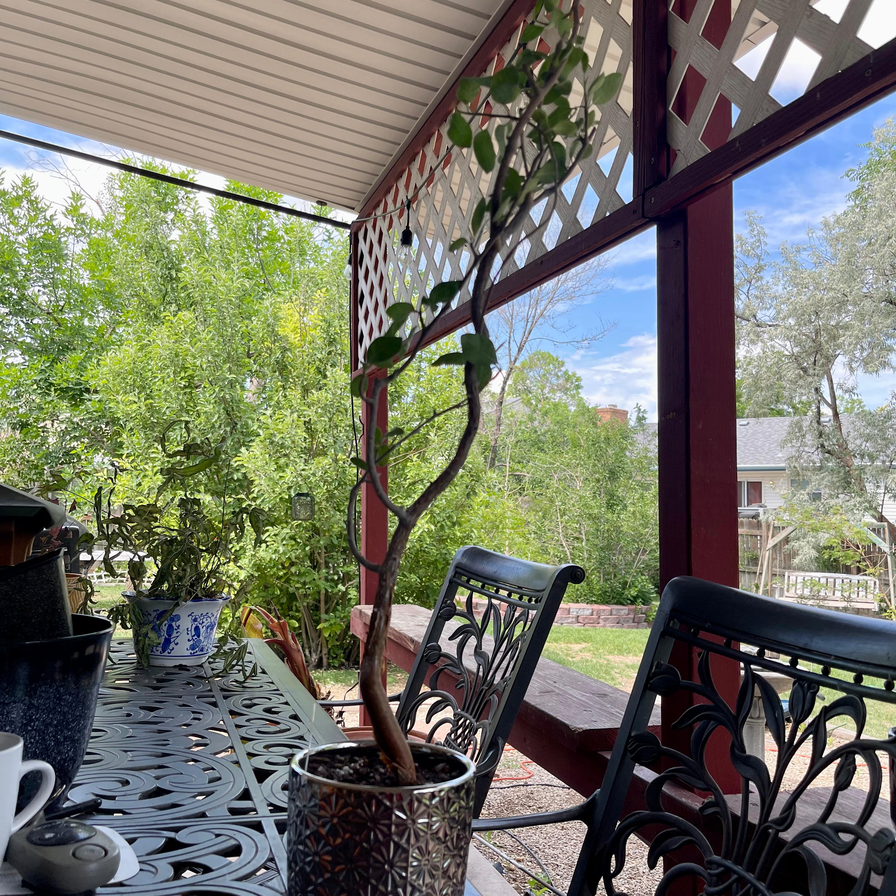 Plant care for False Myrrh on Greg, the plant care app