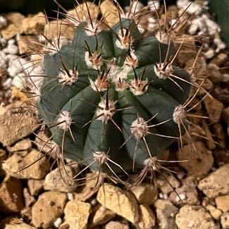 Melocactus azureus plant in Aurora, Colorado