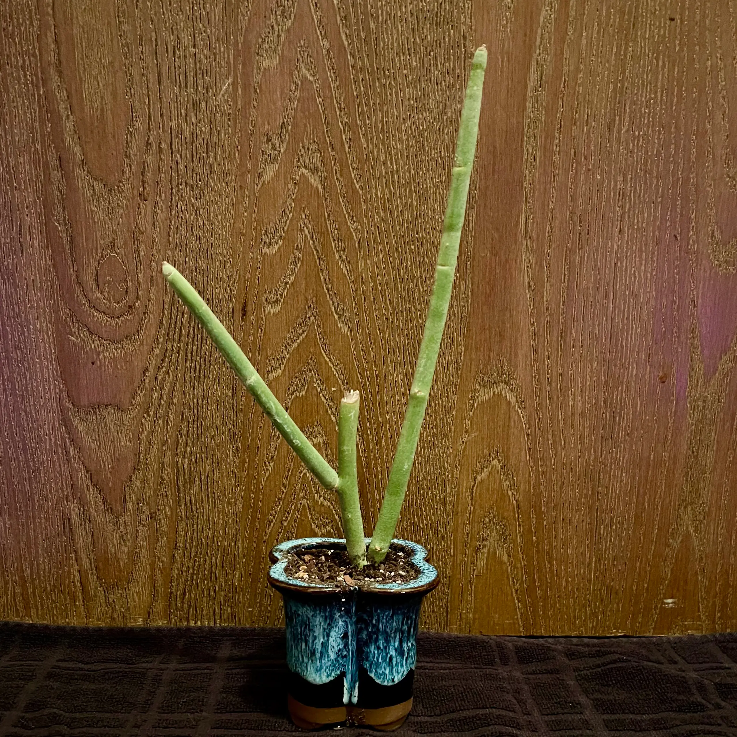 Photo of the plant species Blue Devil's Walking Stick by @riverzend named dillan on Greg, the plant care app