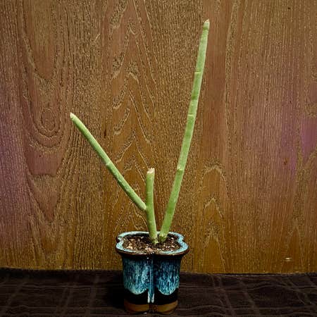 Photo of the plant species Blue Devil's Walking Stick by @riverzend named dillan on Greg, the plant care app