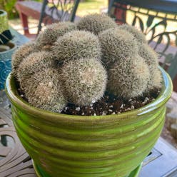Owl's Eye Cactus plant