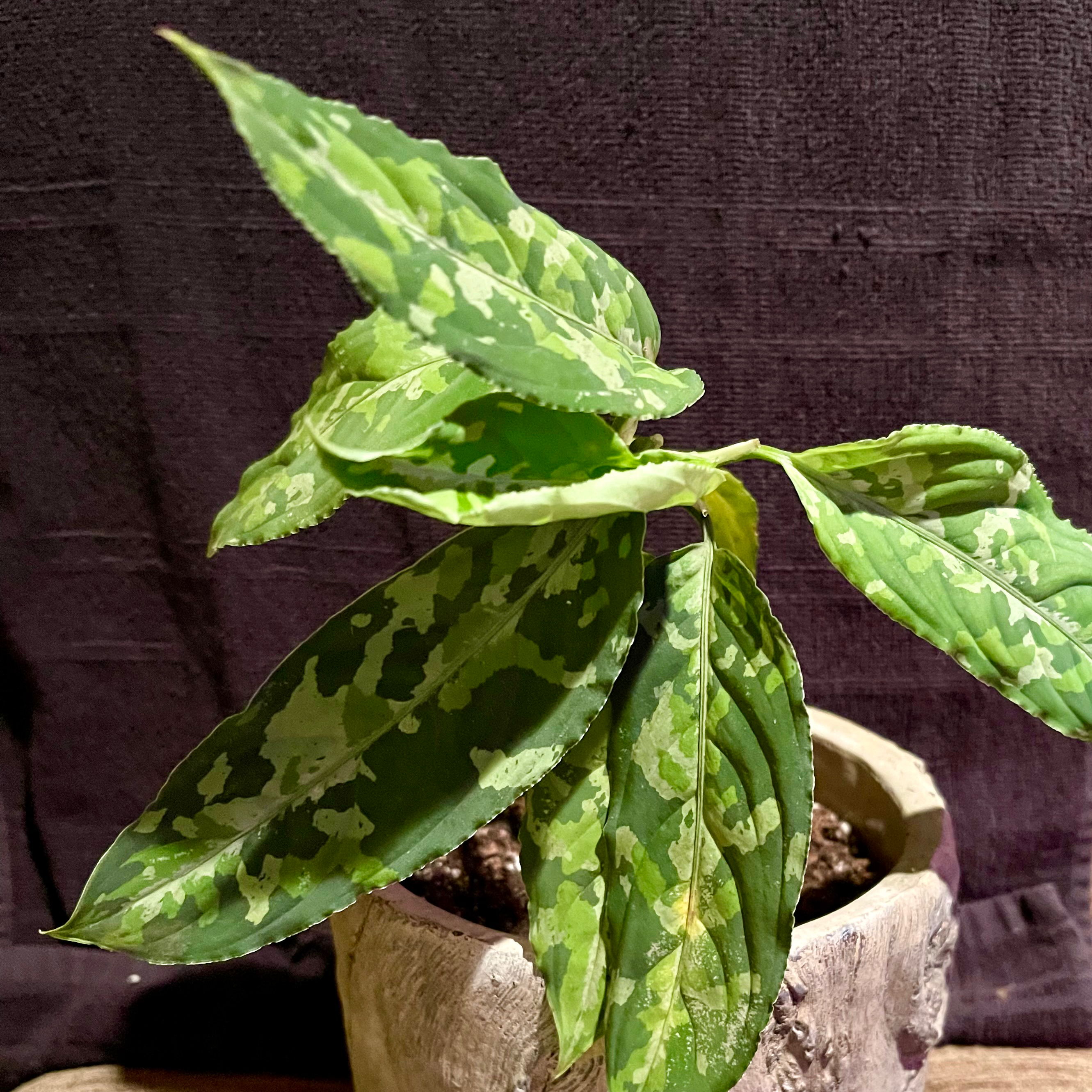 Aglaonema 'Tricolor' plant with variegated leaves in a pot. Slight yellowing on one leaf.