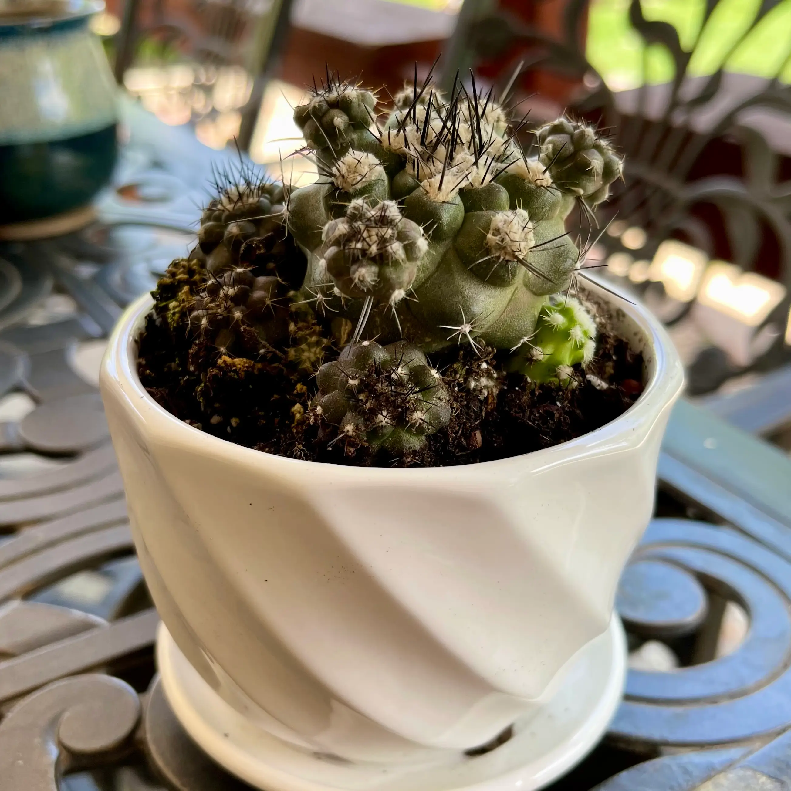Photo of the plant species f. crestata politomica by @riverzend named mila on Greg, the plant care app
