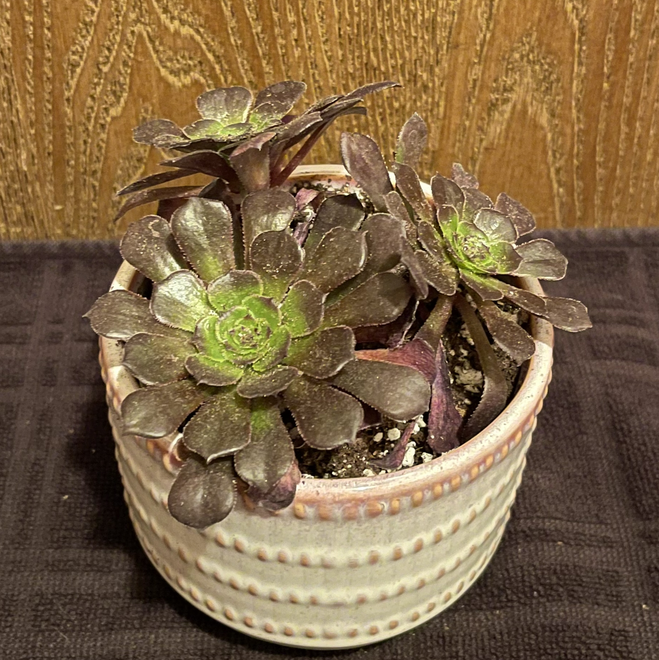 Photo of the plant species Aeonium arboreum 'Zwartkop' by @riverzend named bart on Greg, the plant care app
