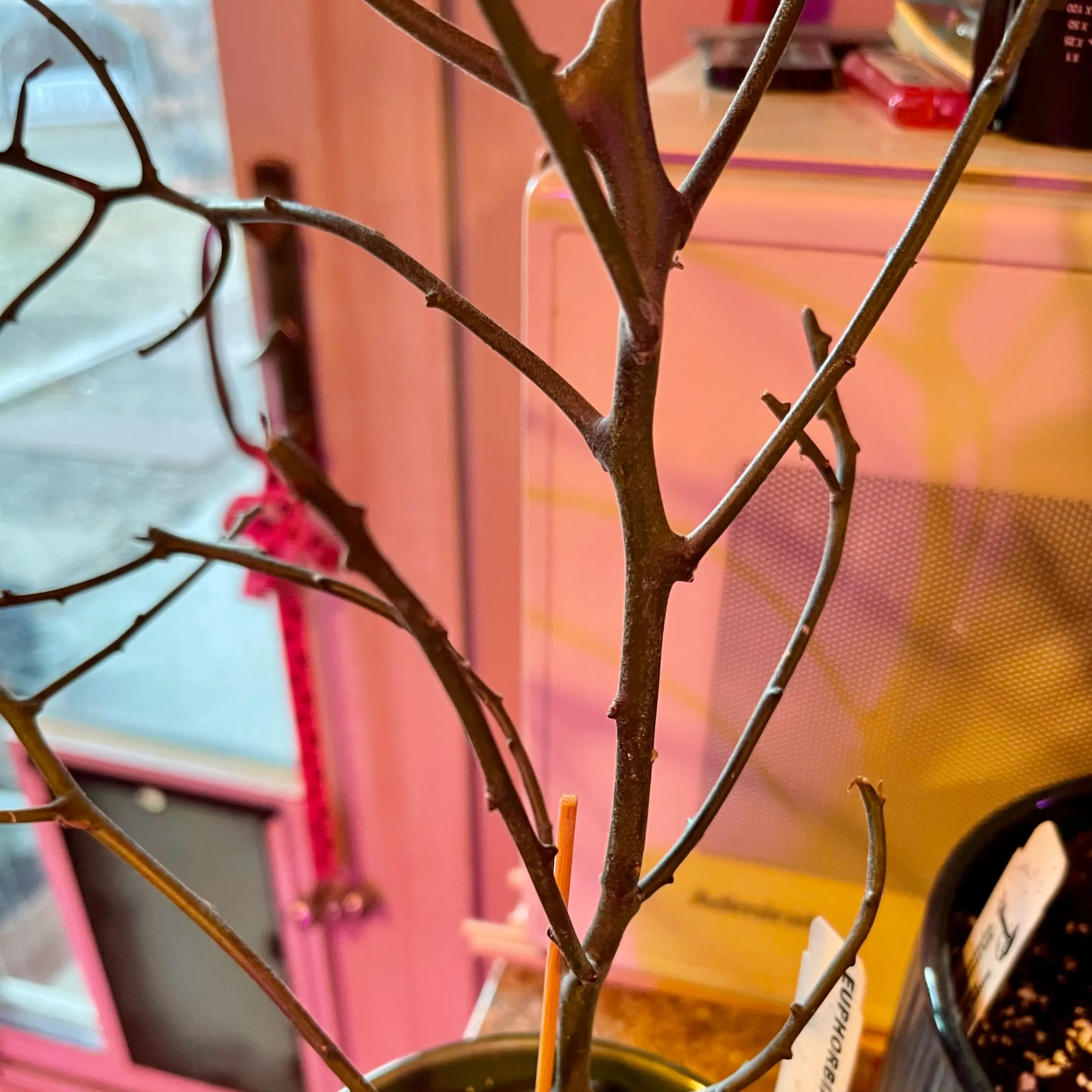 Photo of the plant species Euphorbia Kamponii by @riverzend named ponzi on Greg, the plant care app