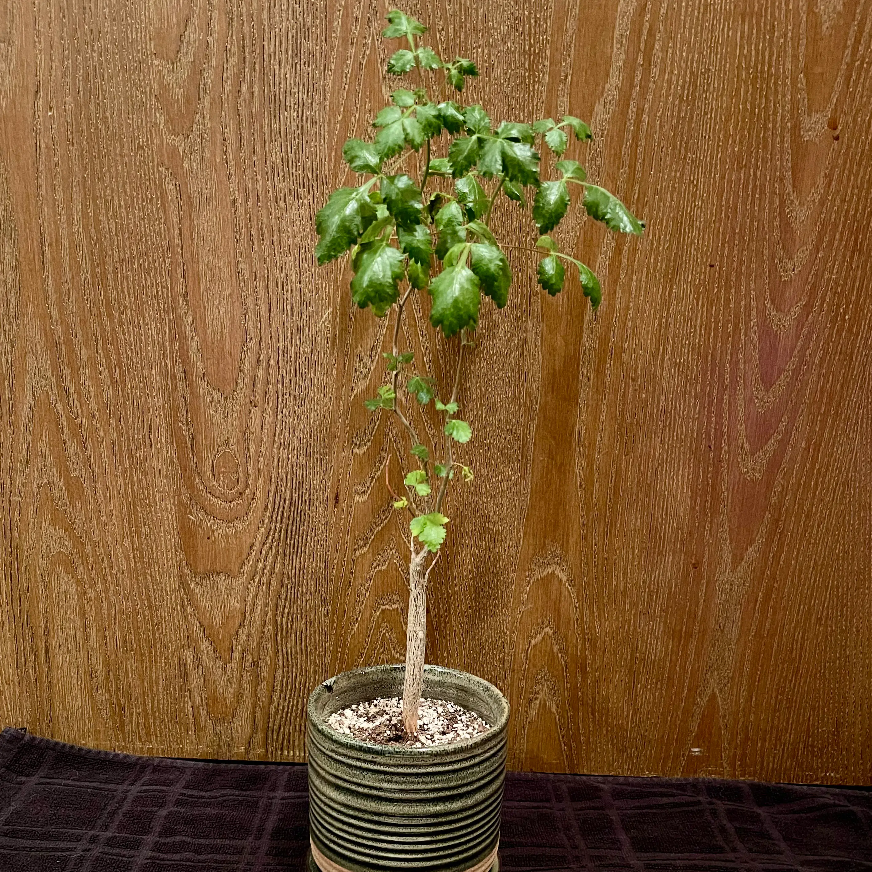 Photo of the plant species Bursera Hindsiana by @riverzend named india on Greg, the plant care app