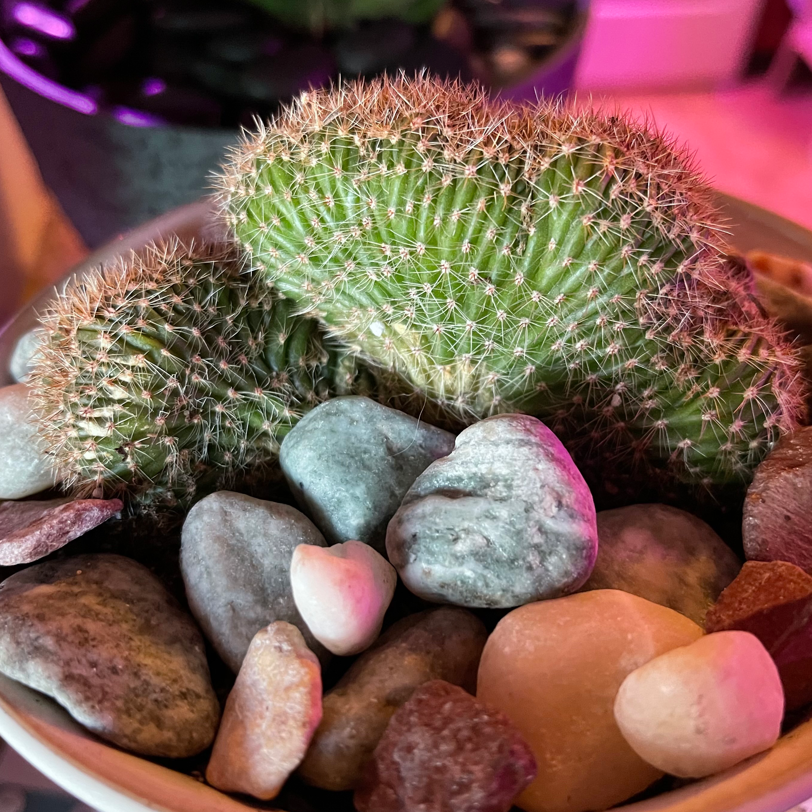 Photo of the plant species Caterpillar Cactus by @riverzend named hans on Greg, the plant care app