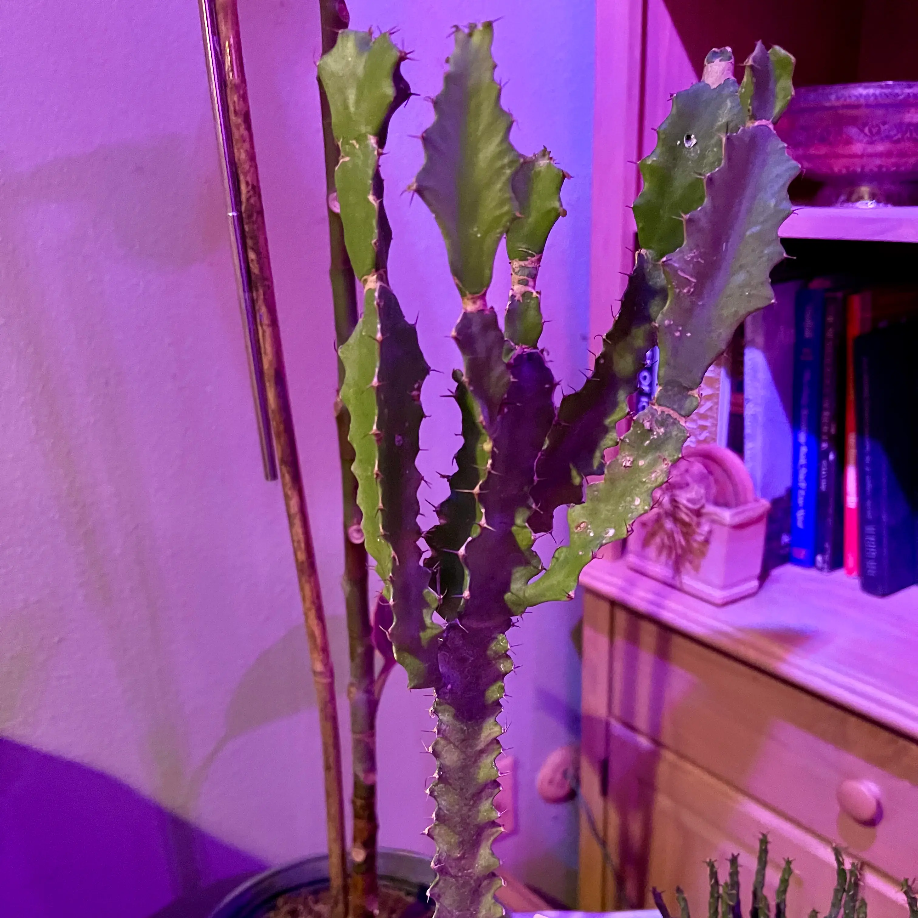 Photo of the plant species Euphorbia Confinalis ssp Confinalis by @riverzend named nahal on Greg, the plant care app