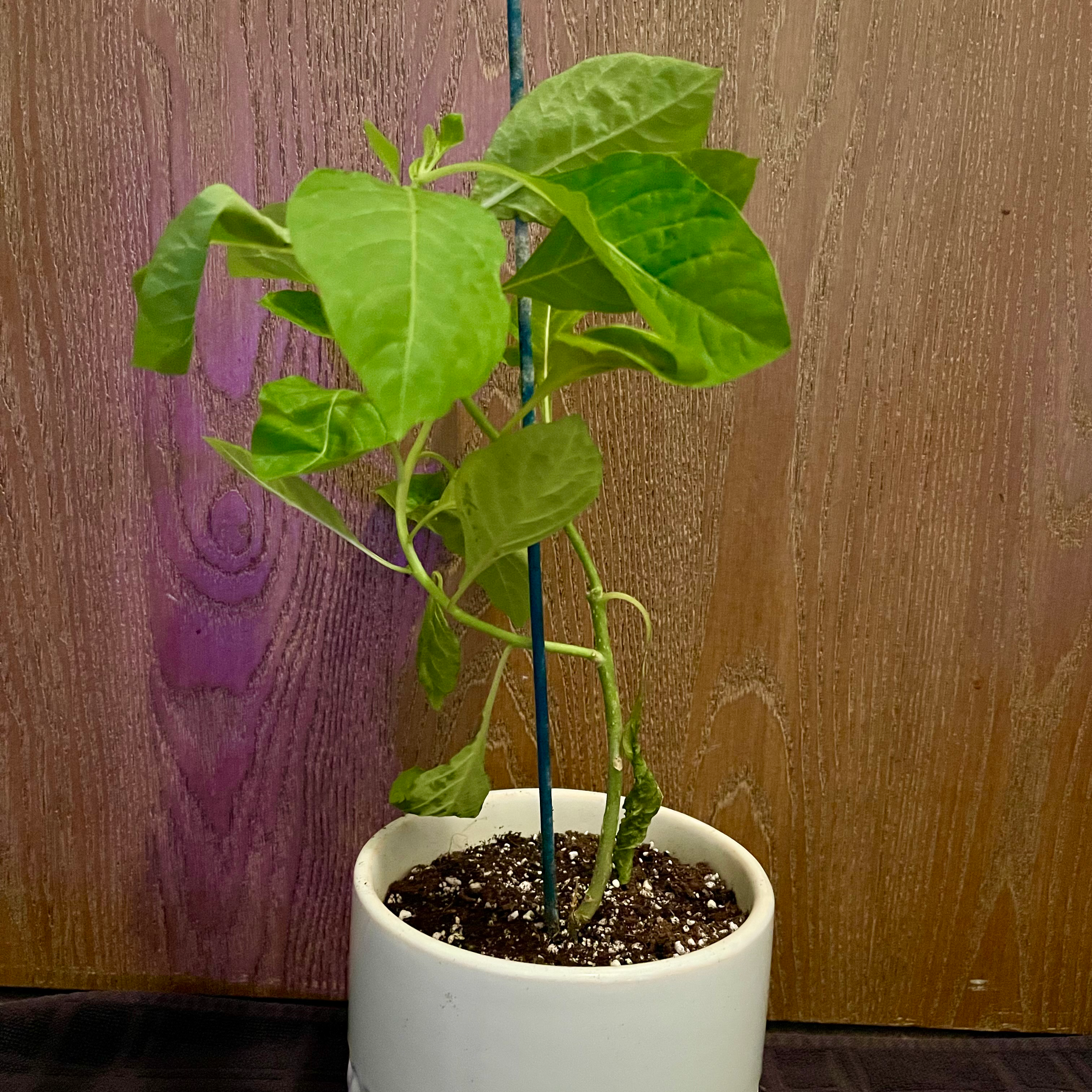 Photo of the plant species Royal Queen Purple Iochroma by @riverzend named lorde on Greg, the plant care app