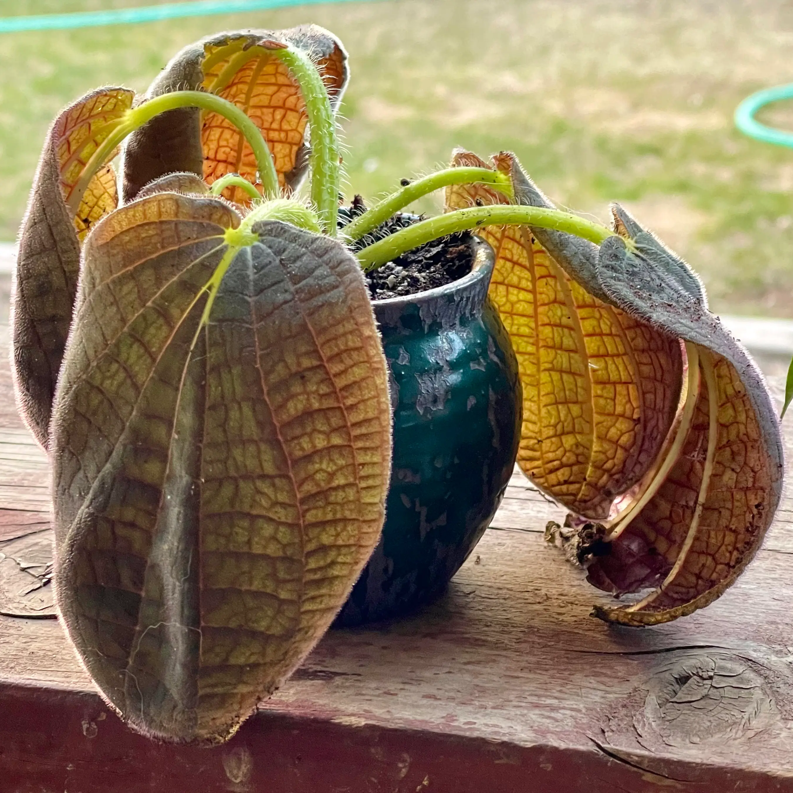 Photo of the plant species Santa Teresa Bertolonia by @riverzend named reese on Greg, the plant care app